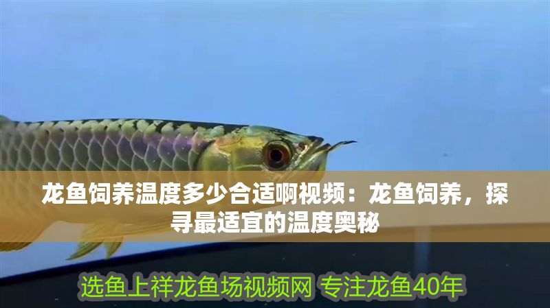 龍魚飼養(yǎng)溫度多少合適啊視頻：龍魚飼養(yǎng)，探尋最適宜的溫度奧秘