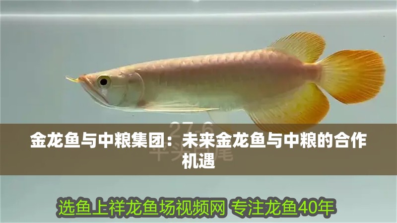 龍魚干蝦有營養(yǎng)嗎 金龍魚與中糧集團(tuán):未來金龍魚與中糧的合作機(jī)遇 水族問答 金龍魚與中糧集團(tuán):未來金龍魚與中糧的合作機(jī)遇 金龍魚與中糧集團(tuán):未來金龍魚與中糧的合作機(jī)遇 水族問答