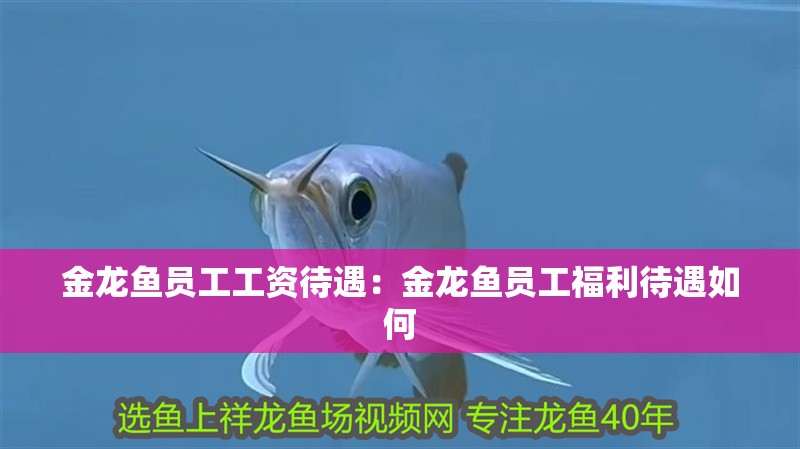 金龍魚員工工資待遇：金龍魚員工福利待遇如何