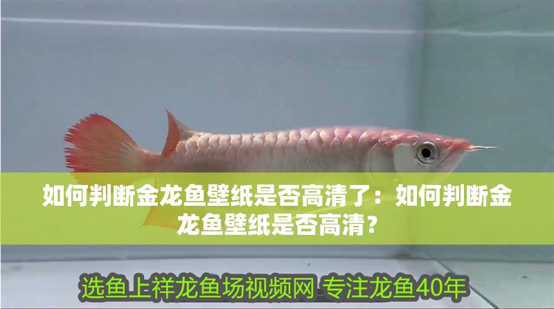 如何判斷金龍魚壁紙是否高清了：如何判斷金龍魚壁紙是否高清？