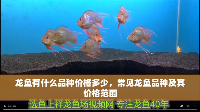 龍魚有什么品種價(jià)格多少，常見龍魚品種及其價(jià)格范圍