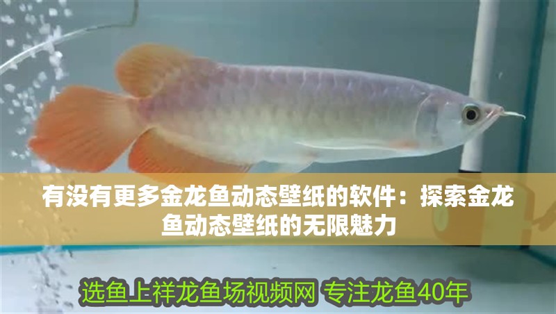 有沒有更多金龍魚動態壁紙的軟件：探索金龍魚動態壁紙的無限魅力