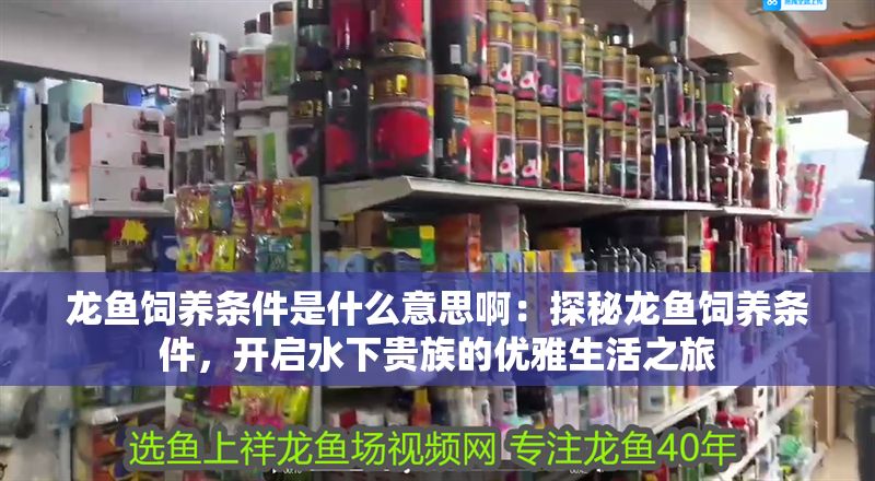 龍魚飼養條件是什么意思啊：探秘龍魚飼養條件，開啟水下貴族的優雅生活之旅