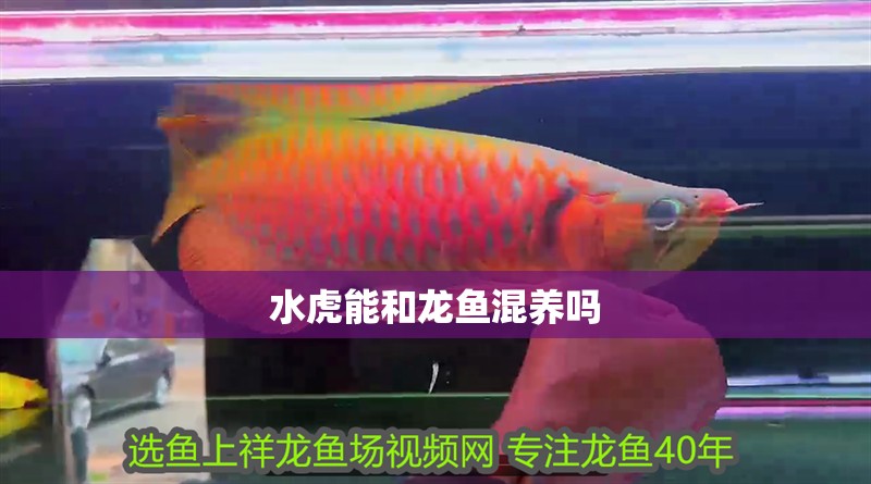水虎能和龍魚混養(yǎng)嗎