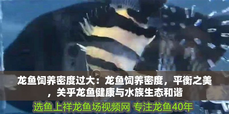 龍魚飼養密度過大：龍魚飼養密度，平衡之美，關乎龍魚健康與水族生態和諧