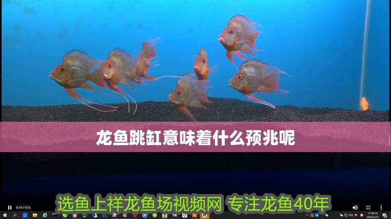 龍魚跳缸意味著什么預兆呢