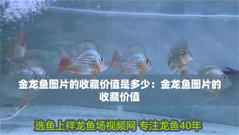 金龍魚圖片的收藏價值是多少：金龍魚圖片的收藏價值