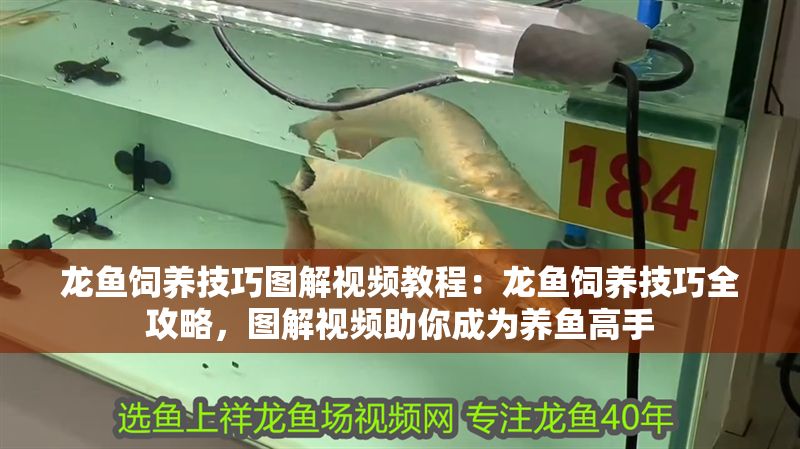 龍魚飼養技巧圖解視頻教程：龍魚飼養技巧全攻略，圖解視頻助你成為養魚高手