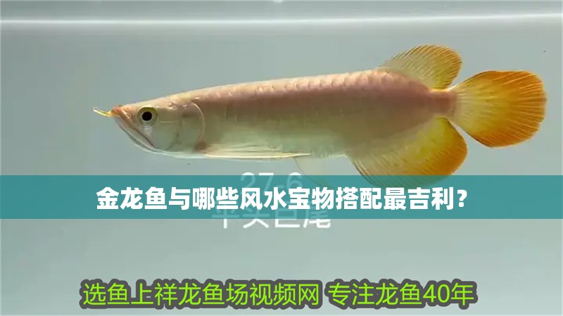 龍魚怕什么 金龍魚與哪些風(fēng)水寶物搭配最吉利? 龍魚百科 金龍魚與哪些風(fēng)水寶物搭配最吉利? 金龍魚與哪些風(fēng)水寶物搭配最吉利? 龍魚百科