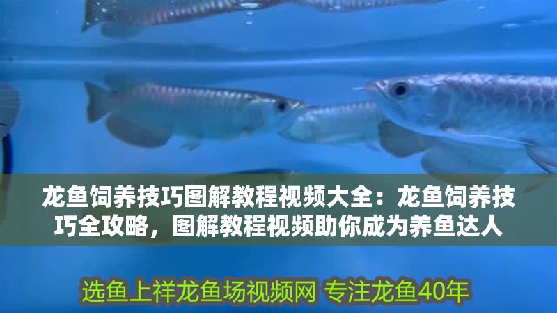 龍魚飼養(yǎng)技巧圖解教程視頻大全：龍魚飼養(yǎng)技巧全攻略，圖解教程視頻助你成為養(yǎng)魚達人