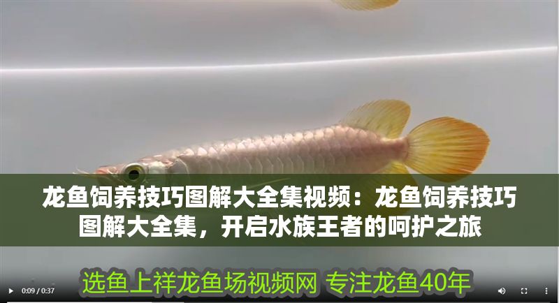 龍魚飼養技巧圖解大全集視頻：龍魚飼養技巧圖解大全集，開啟水族王者的呵護之旅