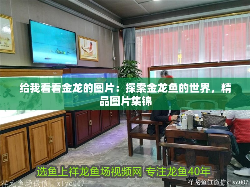 給我看看金龍的圖片：探索金龍魚的世界，精品圖片集錦