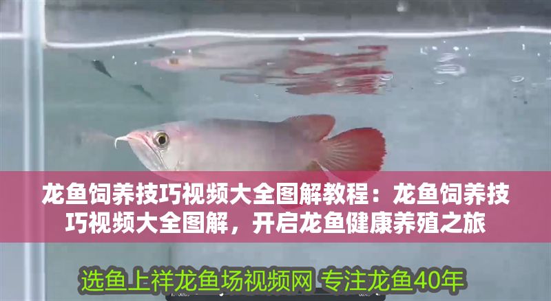龍魚飼養技巧視頻大全圖解教程：龍魚飼養技巧視頻大全圖解，開啟龍魚健康養殖之旅