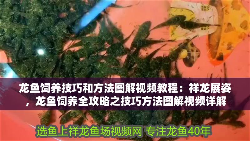 龍魚飼養技巧和方法圖解視頻教程：祥龍展姿，龍魚飼養全攻略之技巧方法圖解視頻詳解 龍魚飼養技巧和方法圖解視頻教程：祥龍展姿，龍魚飼養全攻略之技巧方法圖解視頻詳解 龍魚百科 第1張