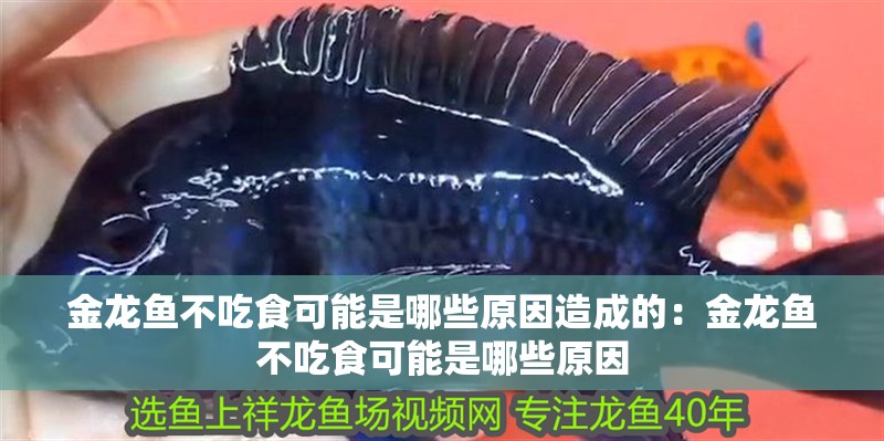 金龍魚不吃食可能是哪些原因造成的：金龍魚不吃食可能是哪些原因