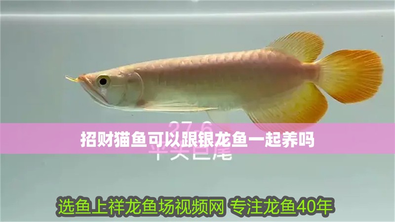 招財貓魚可以跟銀龍魚一起養嗎