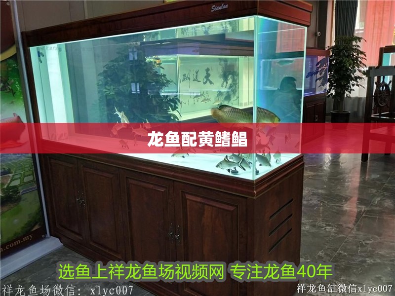 龍魚配黃鰭鯧