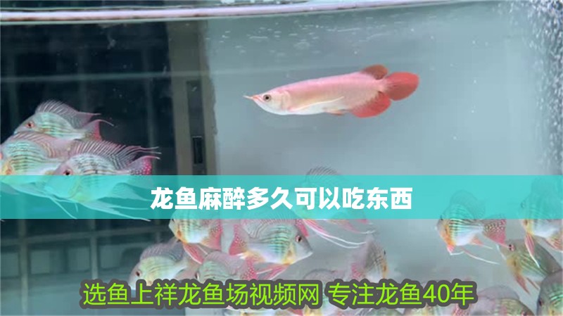 龍魚麻醉多久可以吃東西