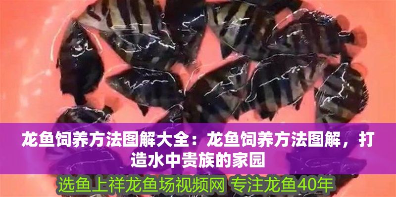 龍魚飼養(yǎng)方法圖解大全：龍魚飼養(yǎng)方法圖解，打造水中貴族的家園