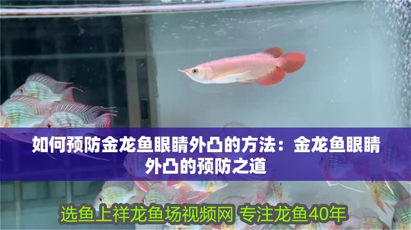 如何預防金龍魚眼睛外凸的方法：金龍魚眼睛外凸的預防之道