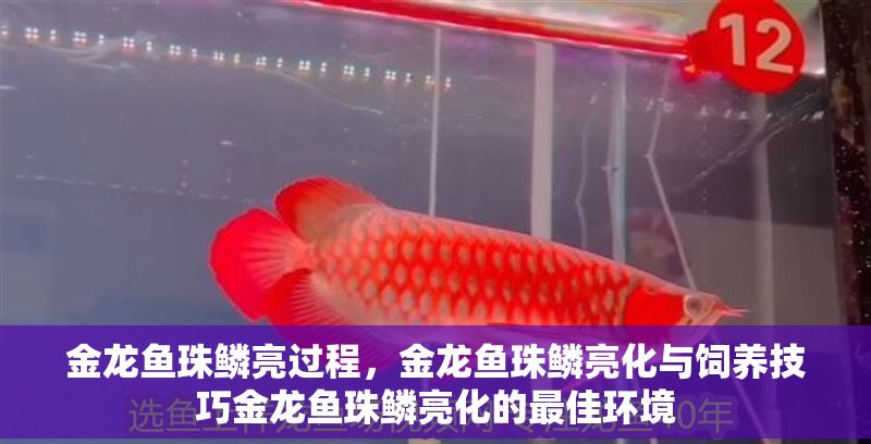金龍魚珠鱗亮過程，金龍魚珠鱗亮化與飼養技巧金龍魚珠鱗亮化的最佳環境