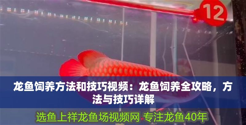 龍魚飼養方法和技巧視頻：龍魚飼養全攻略，方法與技巧詳解