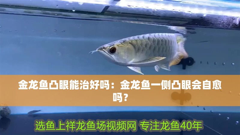金龍魚凸眼能治好嗎：金龍魚一側凸眼會自愈嗎？