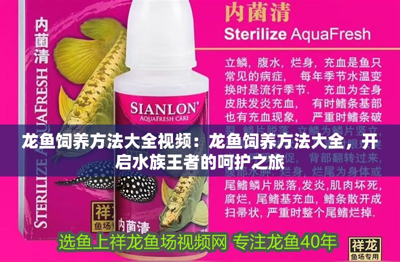 龍魚飼養(yǎng)方法大全視頻：龍魚飼養(yǎng)方法大全，開啟水族王者的呵護(hù)之旅