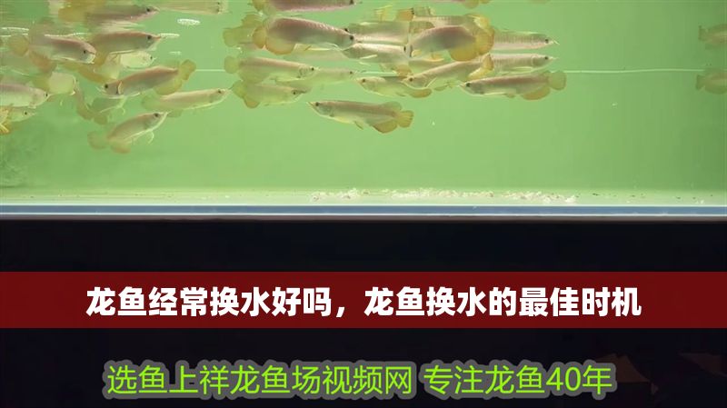 龍魚經常換水好嗎，龍魚換水的最佳時機