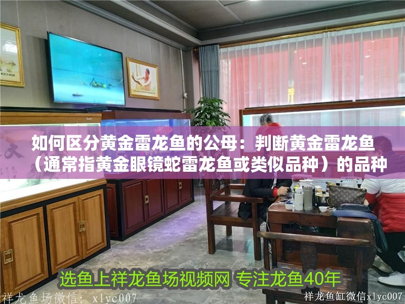 如何區(qū)分黃金雷龍魚的公母：判斷黃金雷龍魚（通常指黃金眼鏡蛇雷龍魚或類似品種）的品種