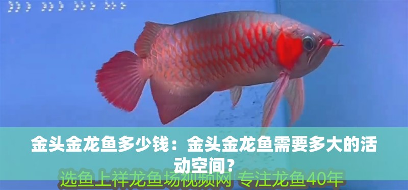 金頭金龍魚多少錢：金頭金龍魚需要多大的活動空間？