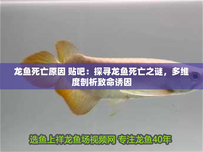 龍魚死亡原因 貼吧：探尋龍魚死亡之謎，多維度剖析致命誘因