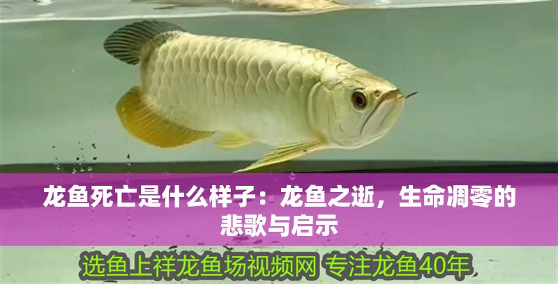 龍魚死亡是什么樣子：龍魚之逝，生命凋零的悲歌與啟示