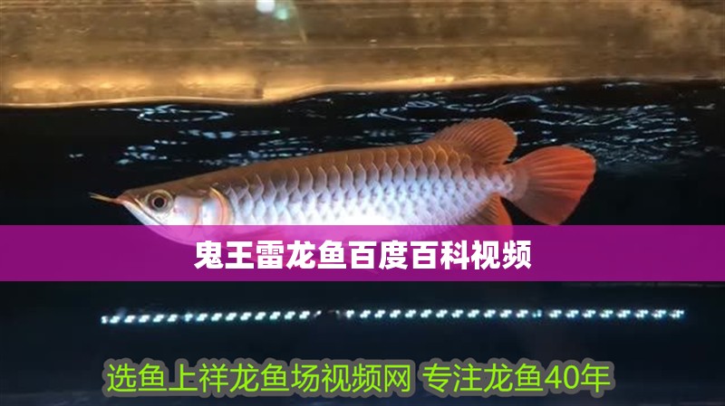 鬼王雷龍魚百度百科視頻
