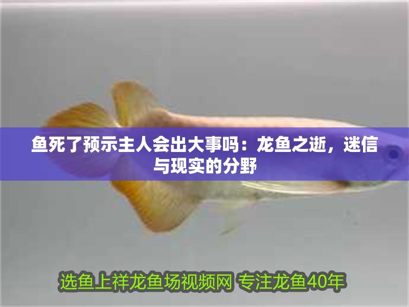 魚死了預示主人會出大事嗎：龍魚之逝，迷信與現實的分野