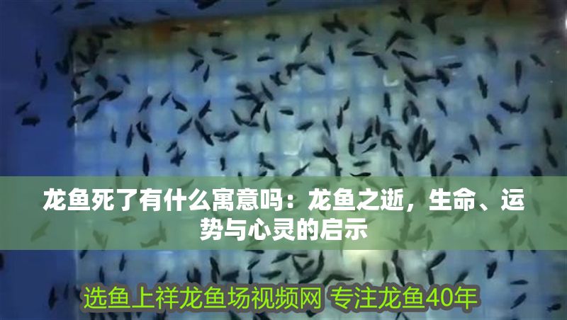 龍魚死了有什么寓意嗎：龍魚之逝，生命、運勢與心靈的啟示