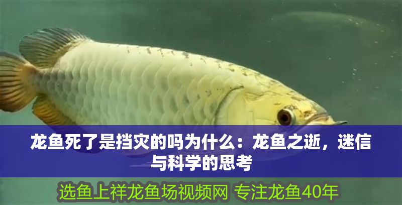 龍魚死了是擋災(zāi)的嗎為什么：龍魚之逝，迷信與科學(xué)的思考