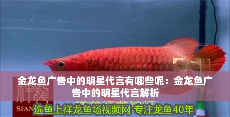金龍魚廣告中的明星代言有哪些呢：金龍魚廣告中的明星代言解析