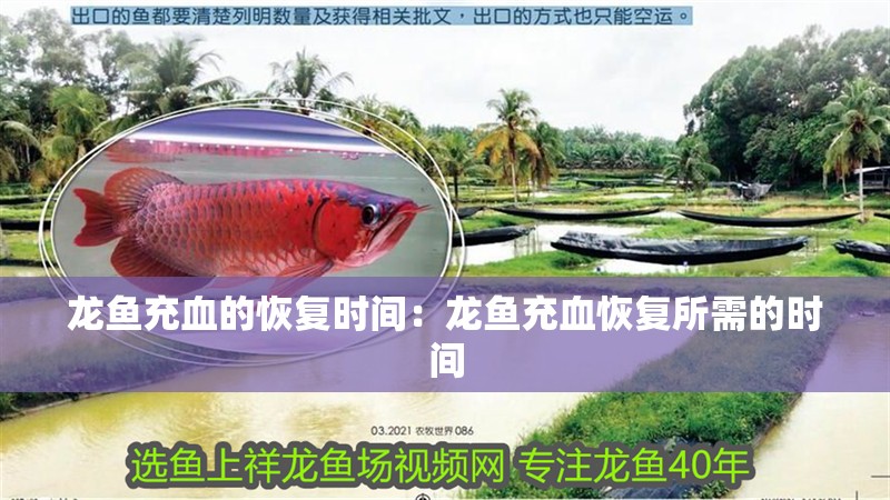 龍魚充血的恢復(fù)時間：龍魚充血恢復(fù)所需的時間