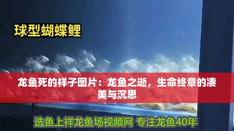 龍魚死的樣子圖片：龍魚之逝，生命終章的凄美與沉思