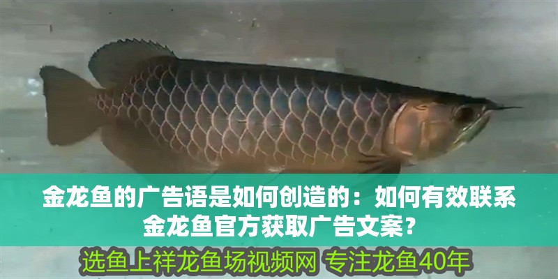 金龍魚的廣告語是如何創造的：如何有效聯系金龍魚官方獲取廣告文案？