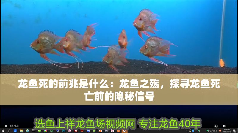 龍魚死的前兆是什么：龍魚之殤，探尋龍魚死亡前的隱秘信號