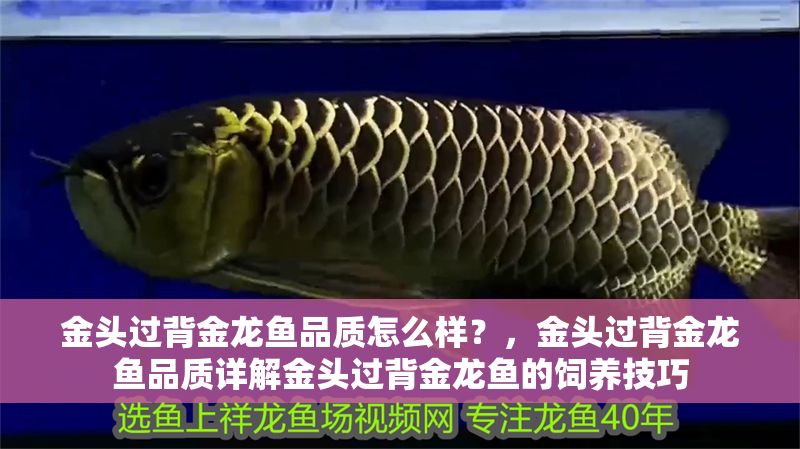 金頭過背金龍魚品質(zhì)怎么樣？，金頭過背金龍魚品質(zhì)詳解金頭過背金龍魚的飼養(yǎng)技巧