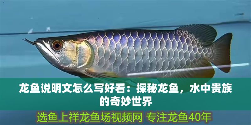龍魚說明文怎么寫好看：探秘龍魚，水中貴族的奇妙世界