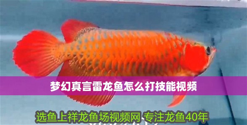 夢幻真言雷龍魚怎么打技能視頻