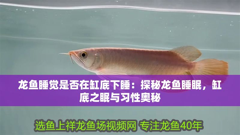 龍魚睡覺是否在缸底下睡：探秘龍魚睡眠，缸底之眠與習性奧秘