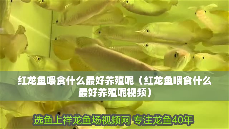 紅龍魚喂食什么最好養殖呢（紅龍魚喂食什么最好養殖呢視頻）