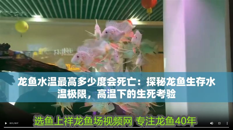 龍魚水溫最高多少度會死亡：探秘龍魚生存水溫極限，高溫下的生死考驗
