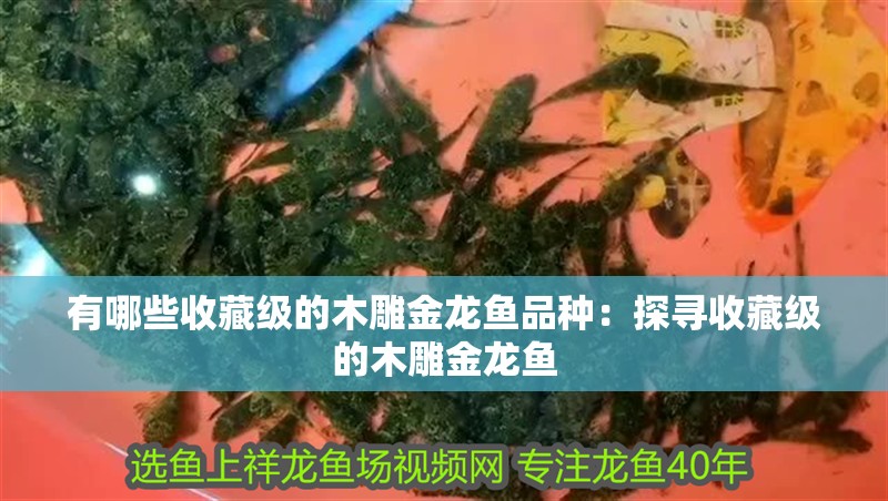 有哪些收藏級的木雕金龍魚品種：探尋收藏級的木雕金龍魚