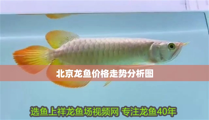 <strong><mark>北京</mark></strong>龍魚價格走勢分析圖